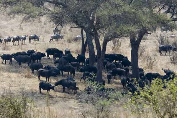 46 - Tanzania - Nus y Bufalos africanos - parque nacional de Tarangire
